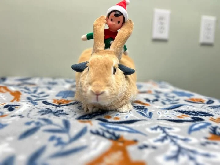 You've heard of elf on the shelf, get ready for elf on a...bunny? 
Regis (or RGIS for short 😉), our clinic elf, tried to hitch a ride on Harriet! Hopefully, his exam skills get better as he spends more time with our doctors. Stay tuned for more Regi