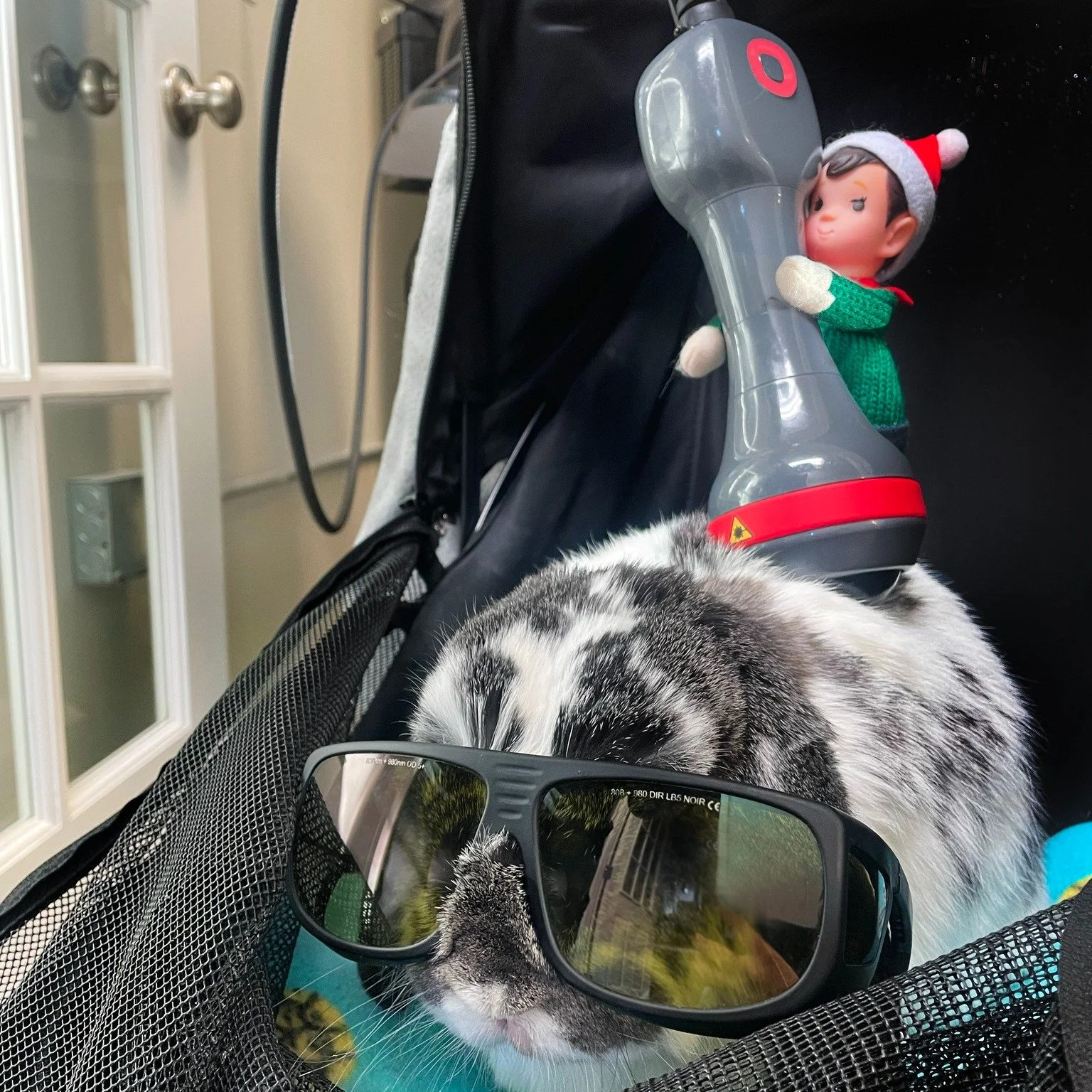 Regis got a lesson in using our cold laser on patients! He only needed a little help behind the scenes holding the laser, as you can see, it is bigger than he is. 
He would like to remind everyone that laser therapy is a safe and non-invasive way to 