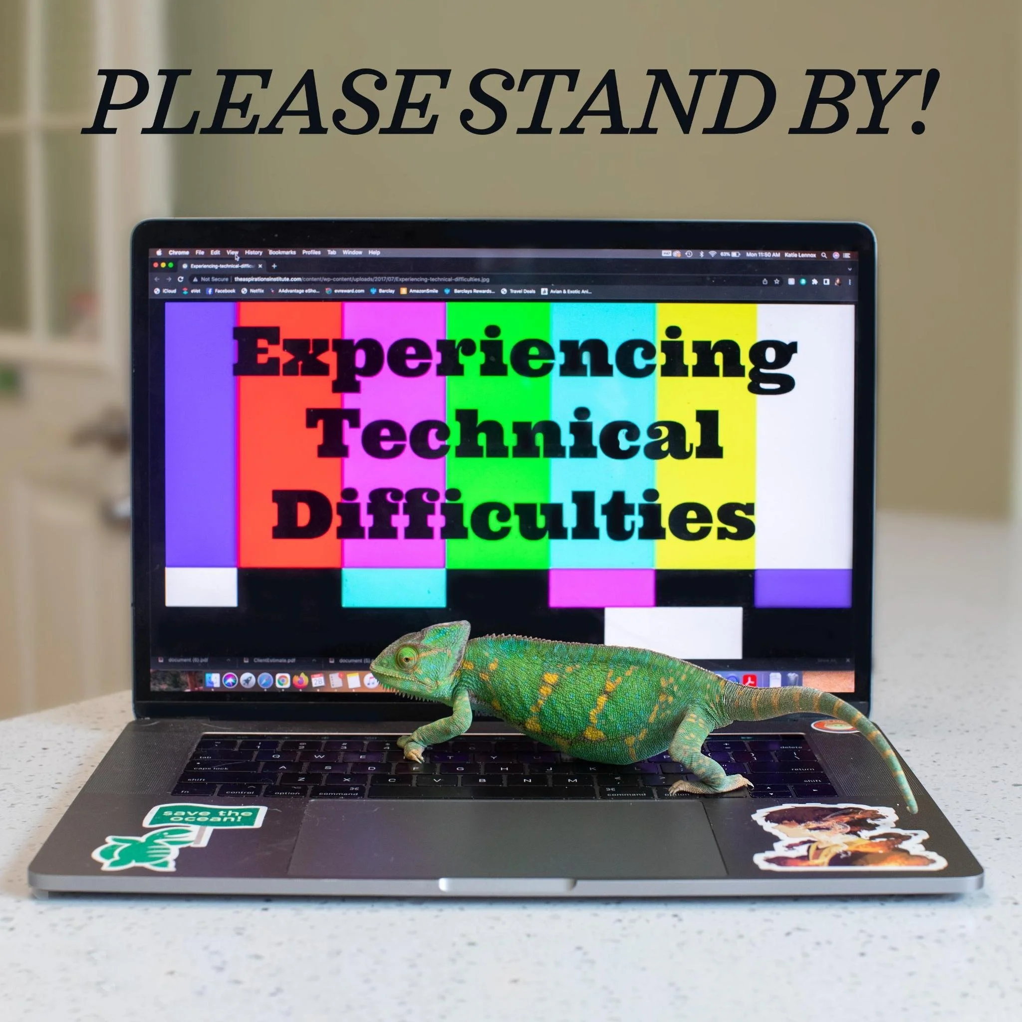 Technical difficulties chameleon here to let everyone know that our internet has been extremely spotty for the past few days. Because of this our texting and phone services have been having issues running efficiently. We have been working very hard w