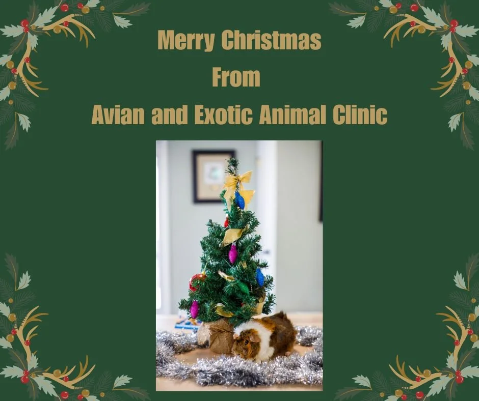 Merry Christmas and Happy Holidays from the AEAC family! We hope everyone has a wonderful and safe holiday!🎅🦎 #exoticvetclinic #exoticvetmed