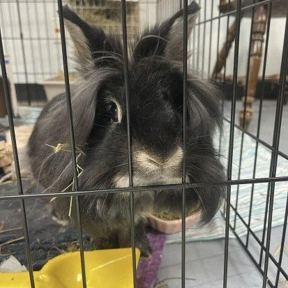 🐰 February is national adopt a rescue rabbit month! 🐰
Rescue rabbits hold a special place in our hearts at AEAC, many of our team members call a rescue rabbit family, and we are proud to work with Indiana House Rabbit Society.  Every rabbit that is