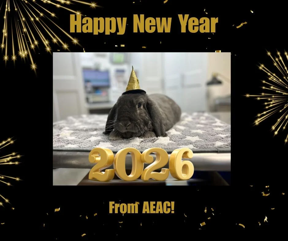 Wishing everyone a safe and happy New Year! 🎉❤
#exoticvetclinic #exoticvetmed🦎