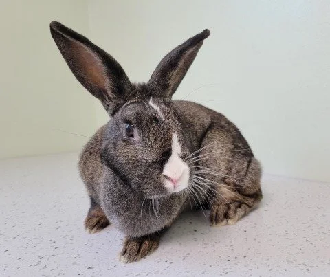 🐰Meet this weeks Indiana House Rabbit adoptee, Mariska! 🐰
Why do rabbits make good pets? They are social, loving, and intelligent animals who each have their own personality! At IHRS, you can find many of these different personalities within their 