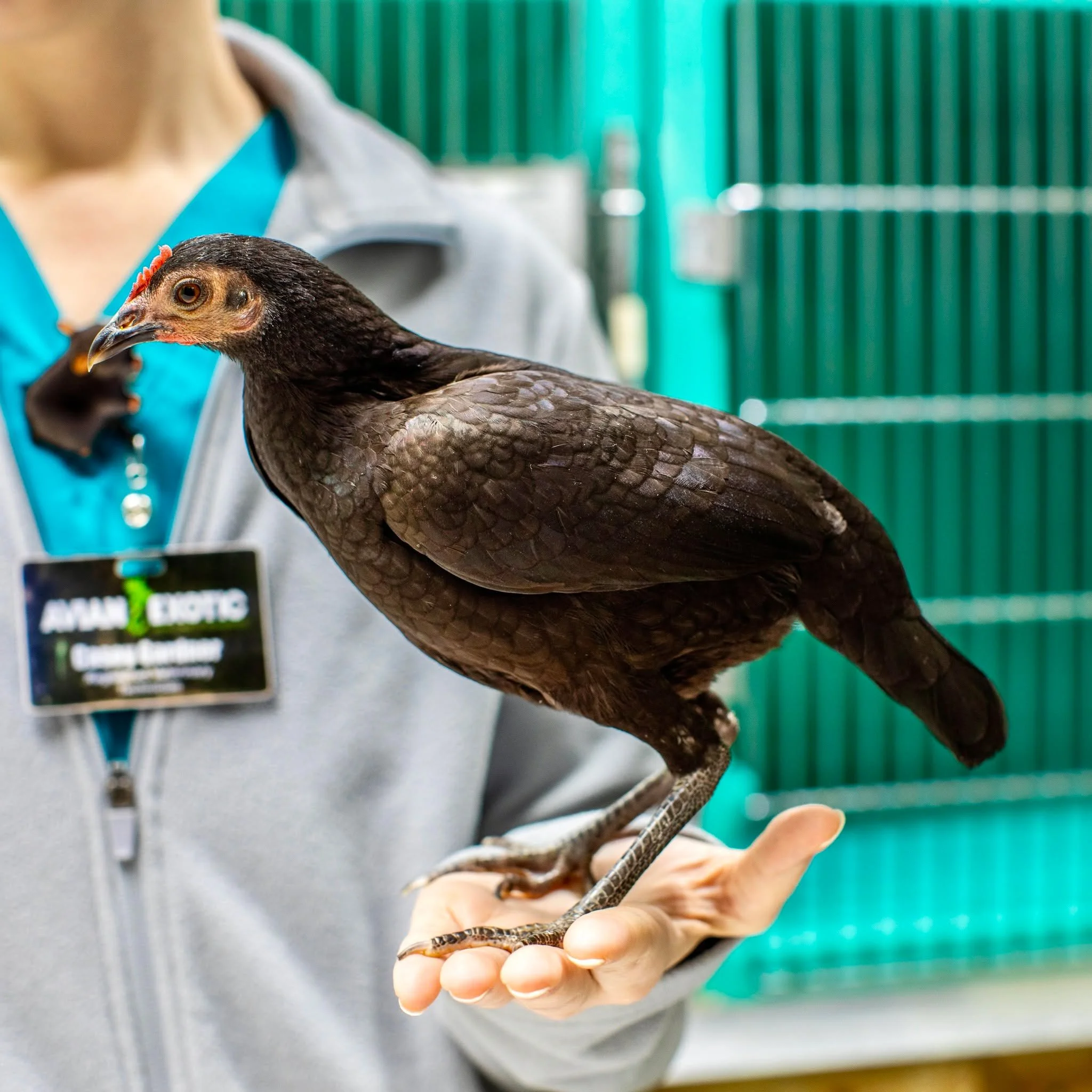 Morticia may be a small but her star power shines! 
After noticing some sneezing amongst Morticia and her friends, her mom brought her in for an exam! 
Currently, the tiny army of chickens are recovering inside, where we are sure they are comfy and c