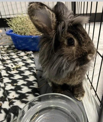 Introducing Tabitha! This weeks IHRS spotlight rabbit for Adopt a Rescue Rabbit Month! 🐰 If you're thinking she looks familiar that is because we shared a photo of her sister, Sabrina, a couple weeks ago. These two sweet bunnies decided they wanted 
