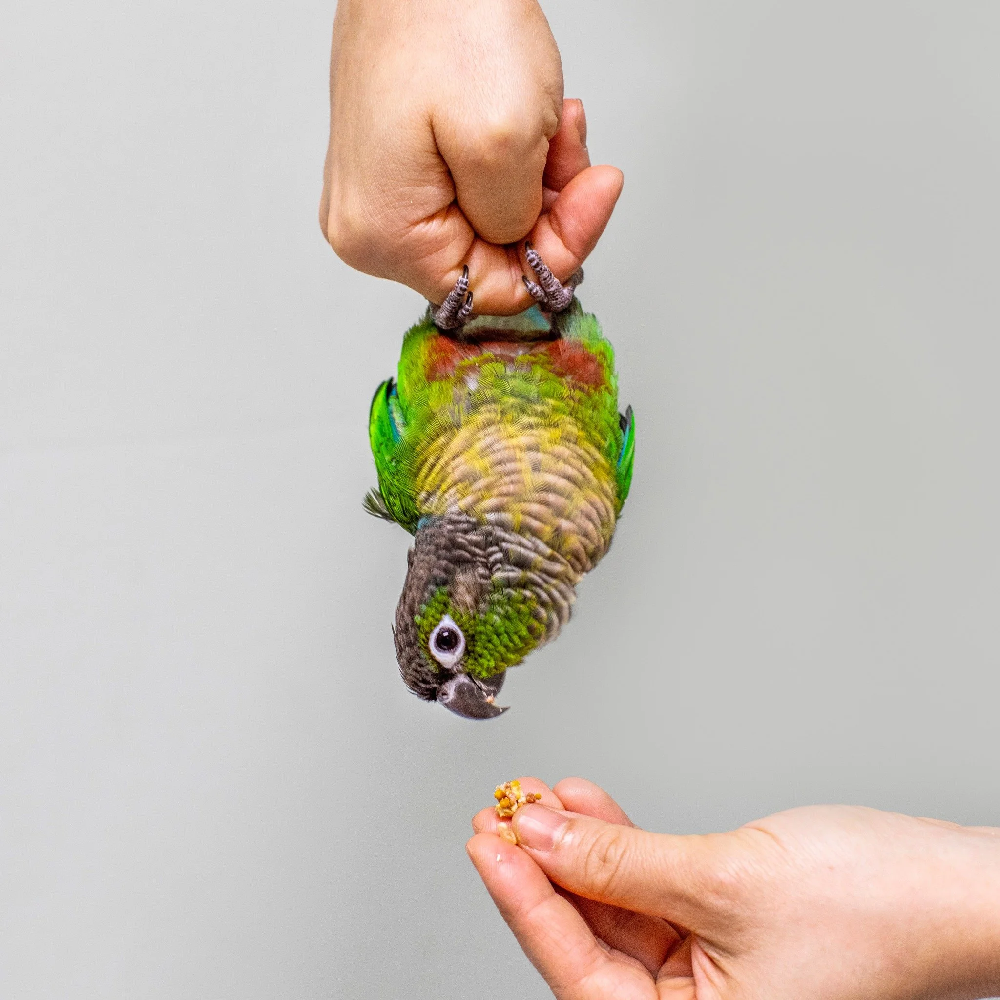 Lets talk about parrot diets! 🐦
When asked to comment on seed- and nut-based diets, Dr. Lennox states, &ldquo;The best thing you can do with seeds is throw them outside to the wild birds!&rdquo;

Now why do we not recommend these diets for our compa