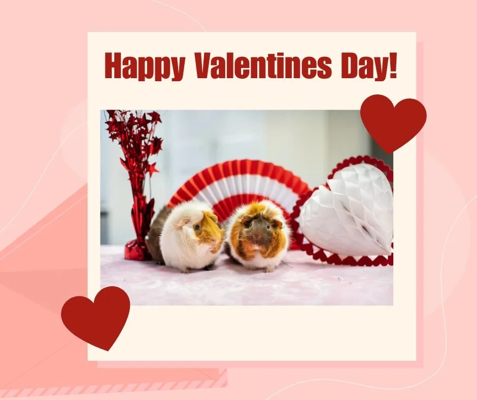 Reesie and Twix, an adorable bonded pair, are wishing everyone a Happy Valentines Day! The team at AEAC hopes that everyone has a loving day! ❤
🦎 #exoticvetclinic #exoticvetmed