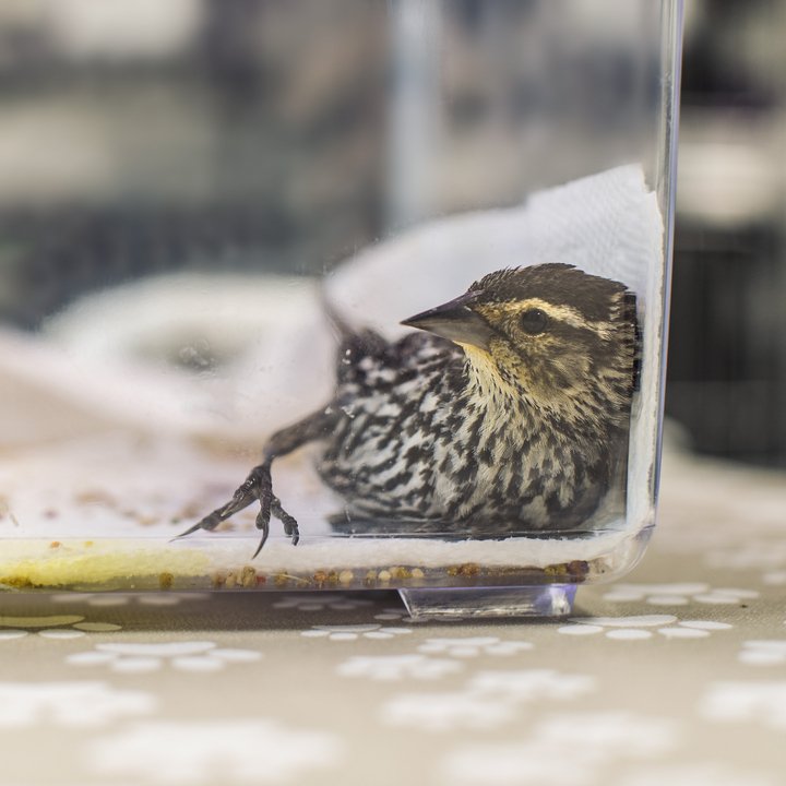 𝗕𝗶𝗿𝗱 𝗔𝗻𝘁𝗶-𝗖𝗼𝗹𝗹𝗶𝘀𝗶𝗼𝗻 𝗪𝗶𝗻𝗱𝗼𝘄 𝗦𝘁𝗶𝗰𝗸𝗲𝗿𝘀!🦉
Did you know that bird building collisions unfortunately lead to the deaths of 1.3 to 6 billion birds per year in the United States? This is an average of 1-10 birds per house per 