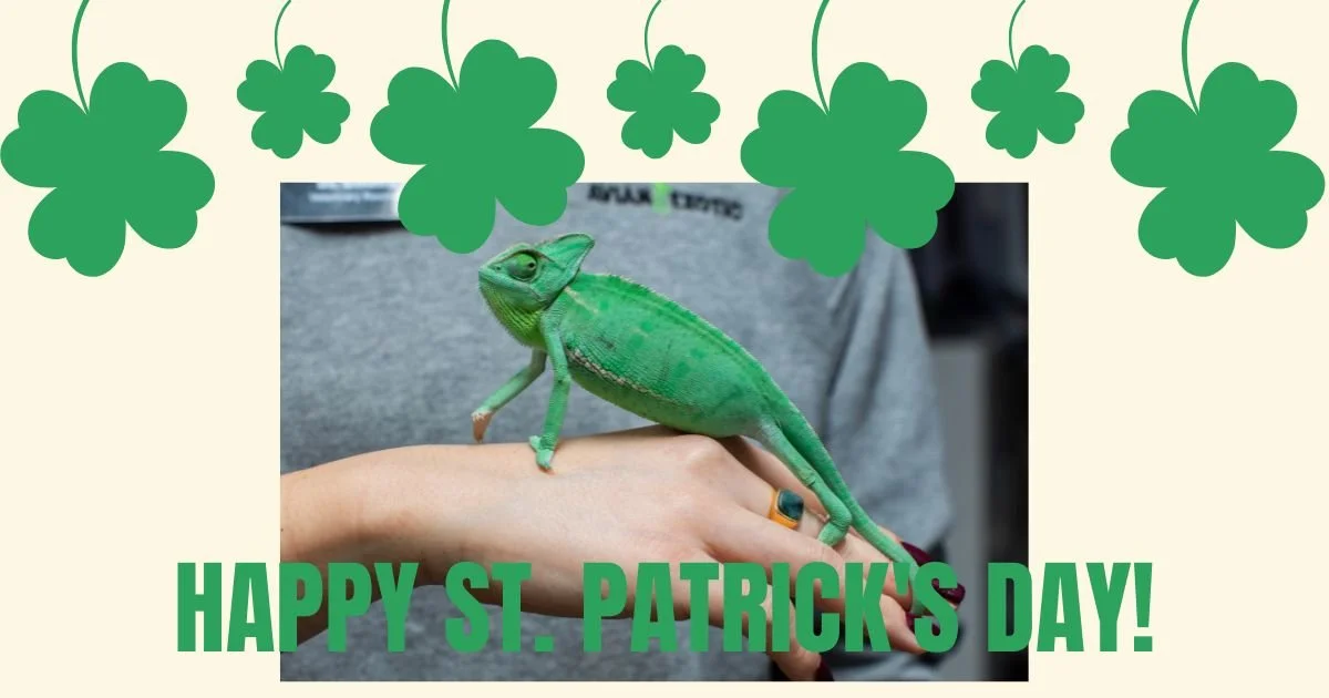 We hope you're wearing green, like Kleo the chameleon! #exoticvetmed #exoticvetclinic 🦎❤