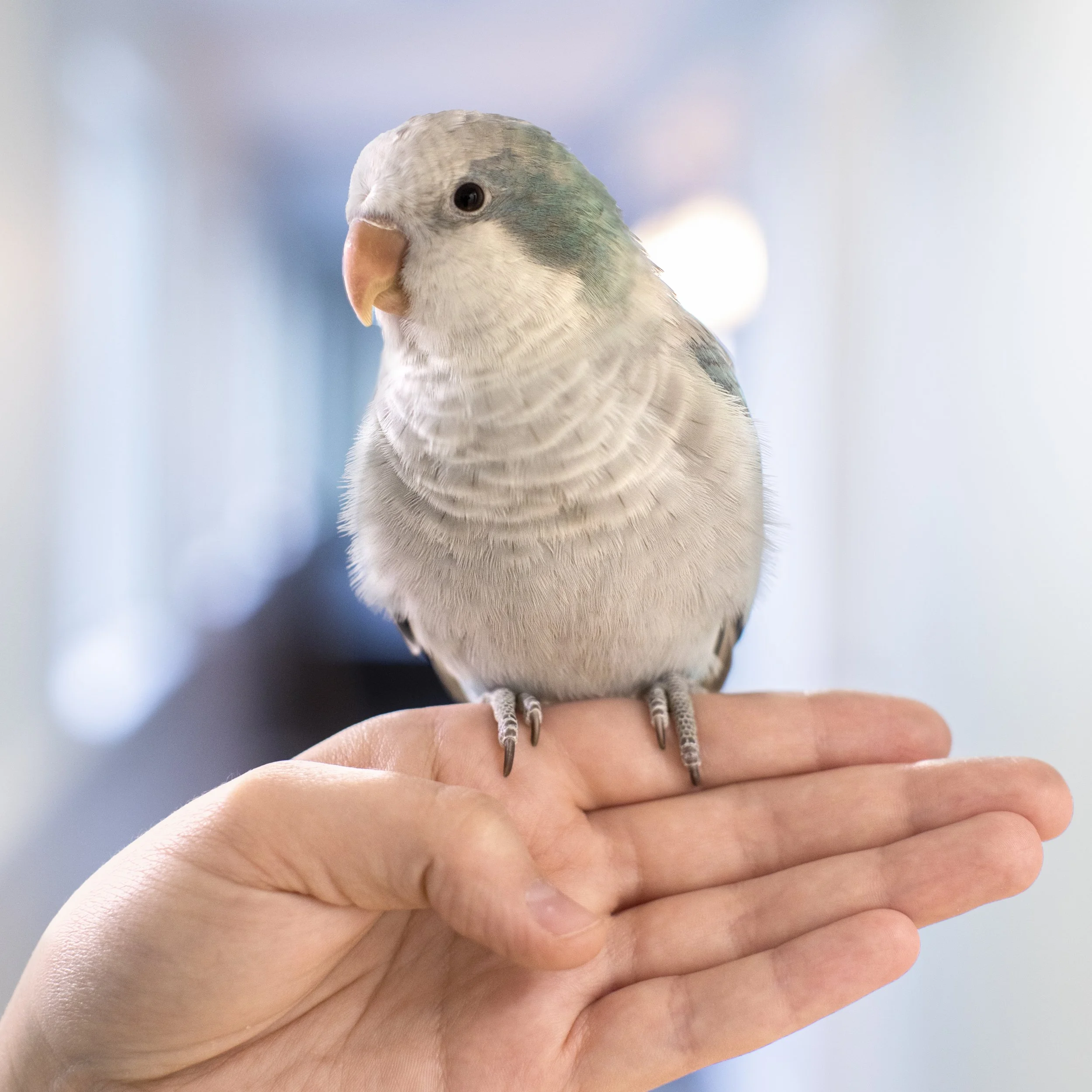 Birds