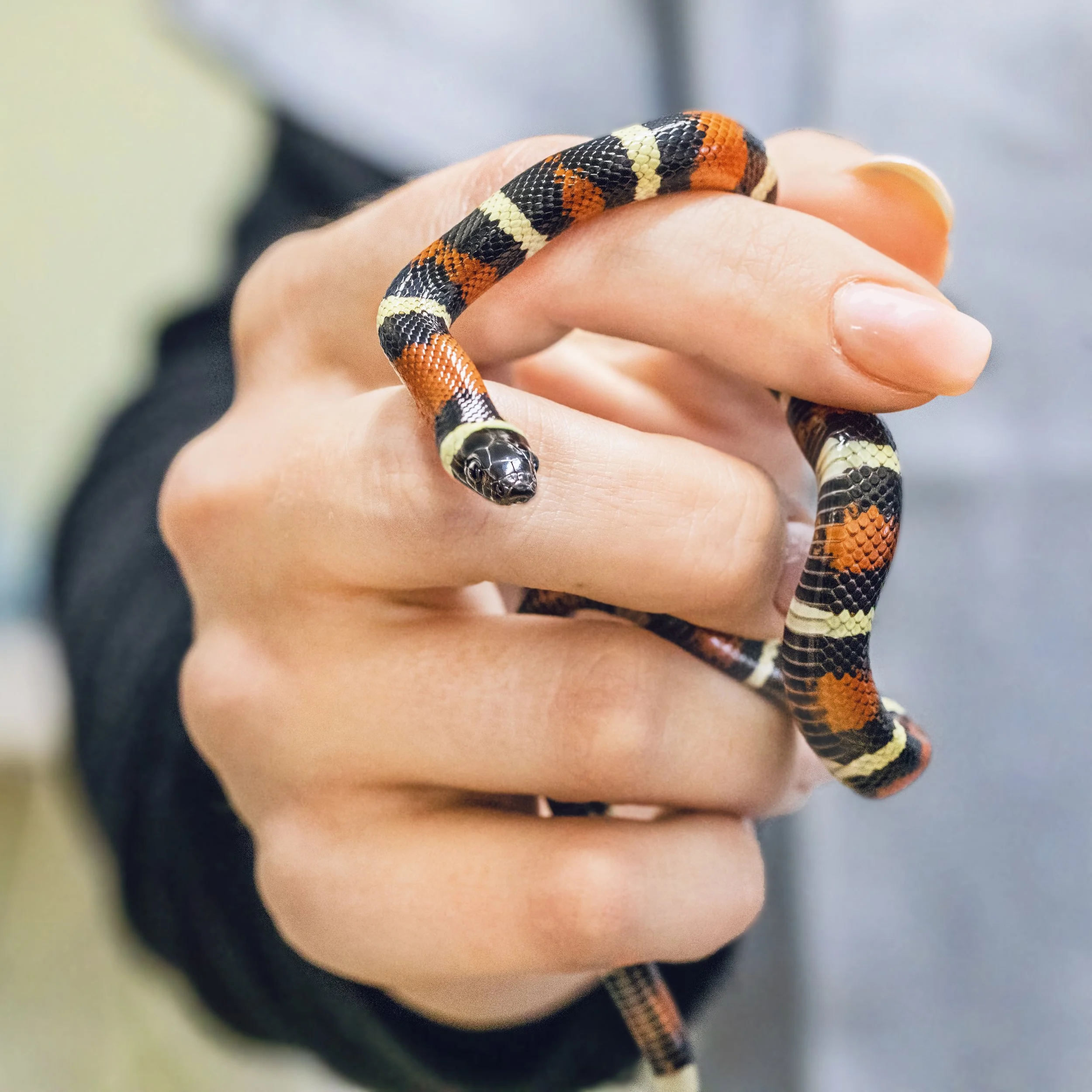 Snakes