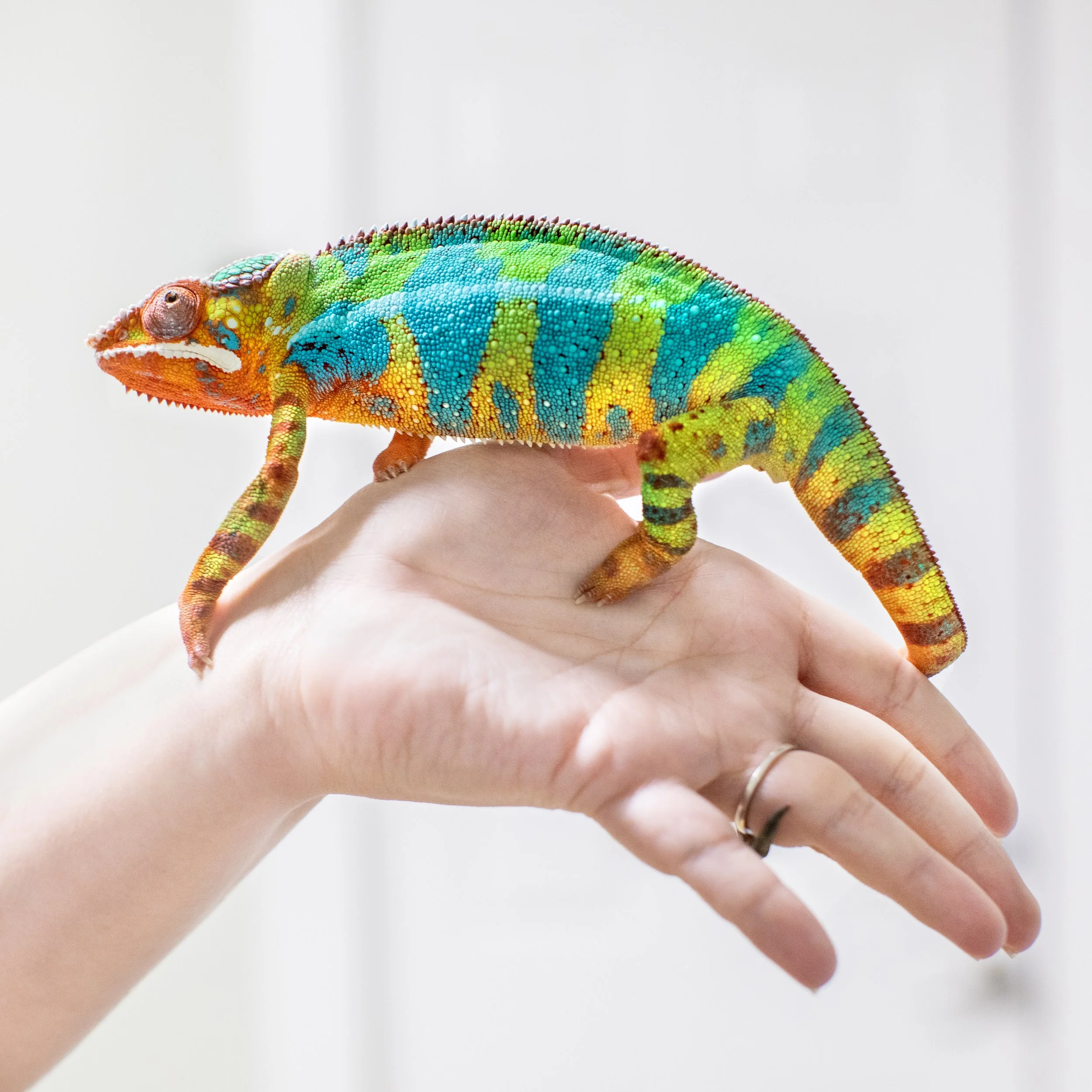 Lizards