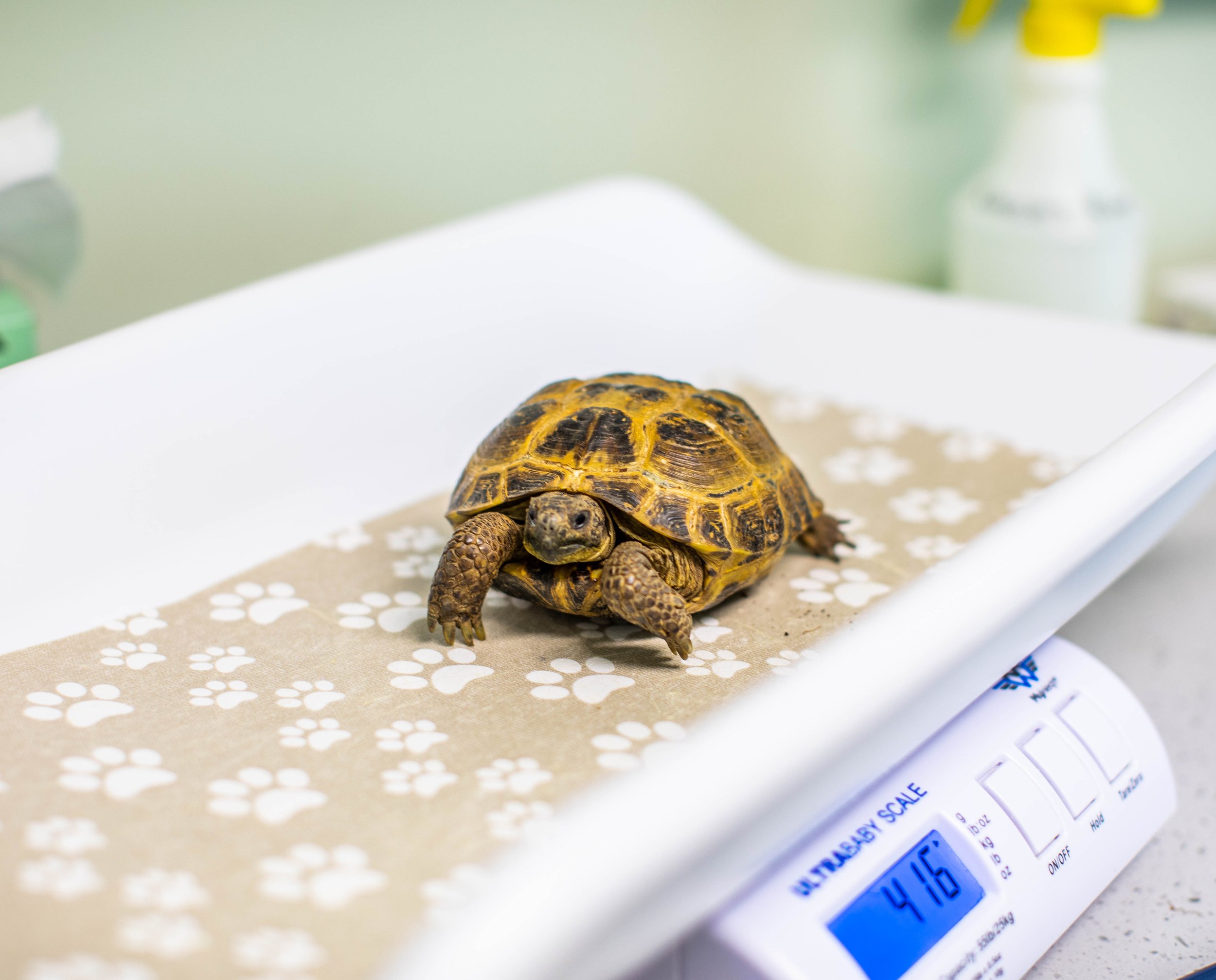 Tortoises