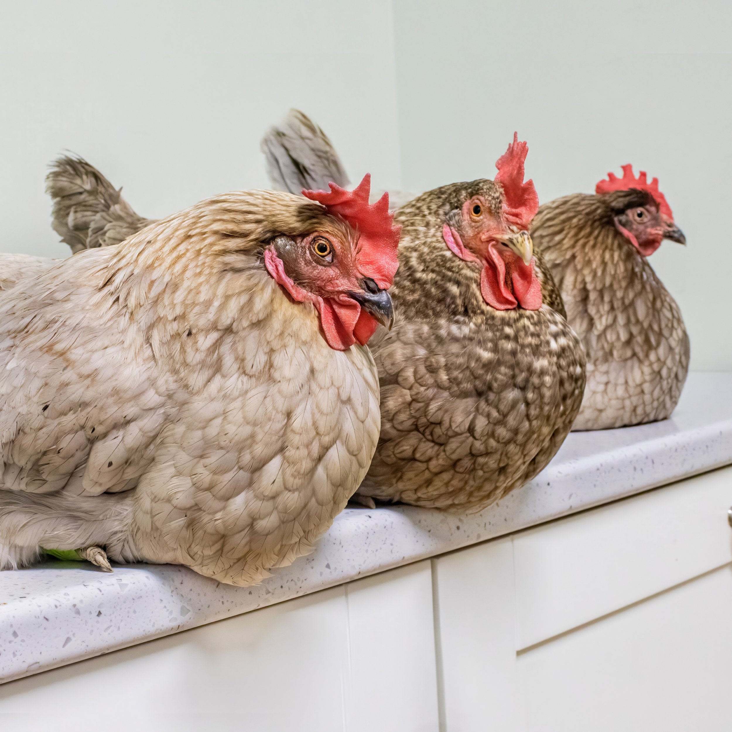 Chickens/Ducks