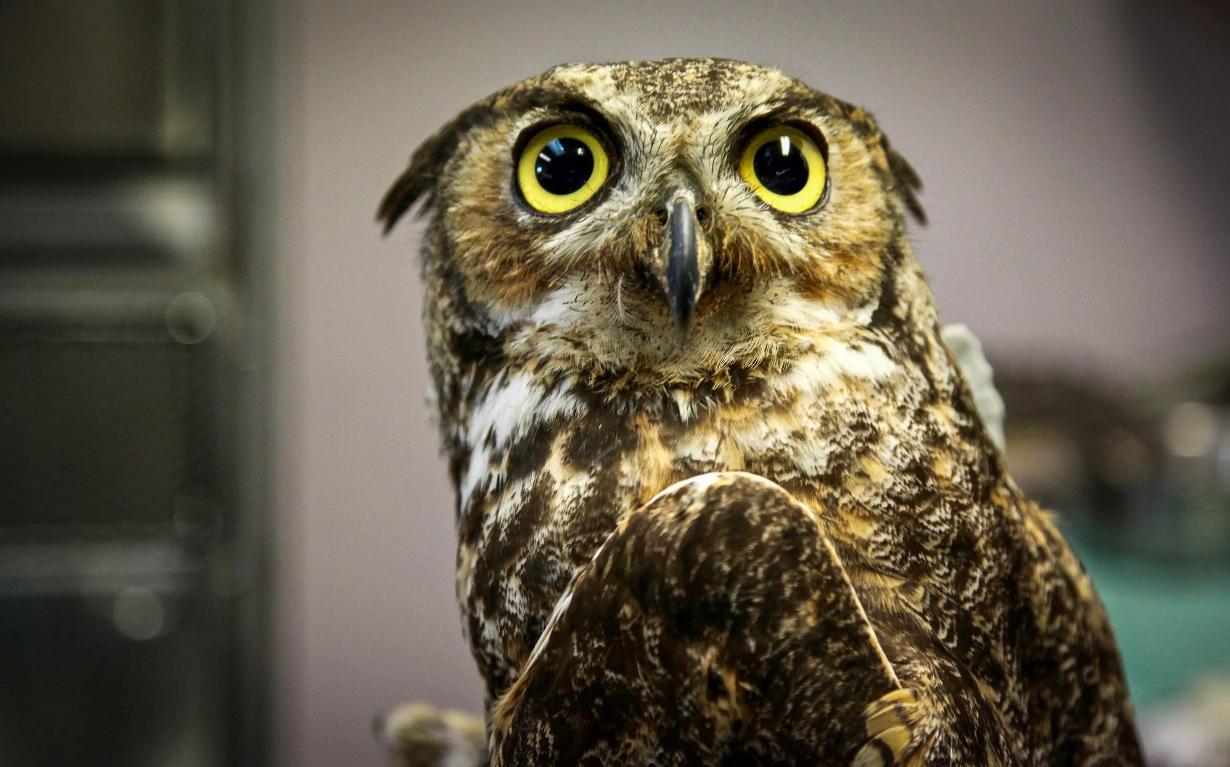 Great horned owl.jpg