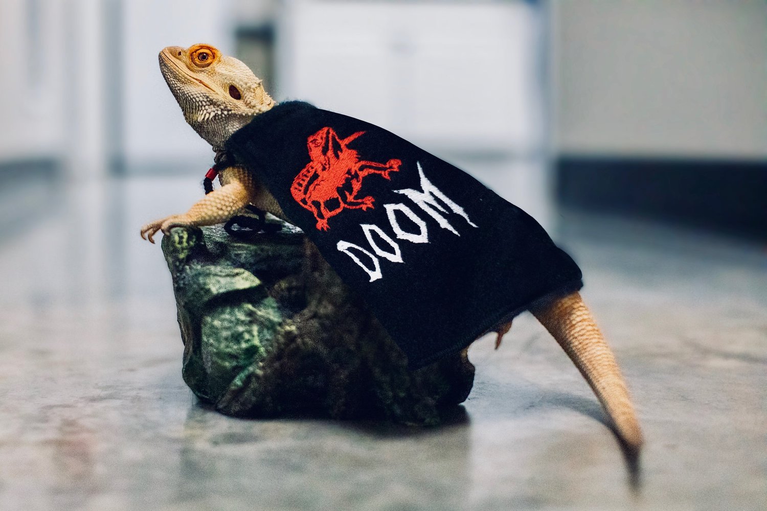 Bearded dragon vet near me