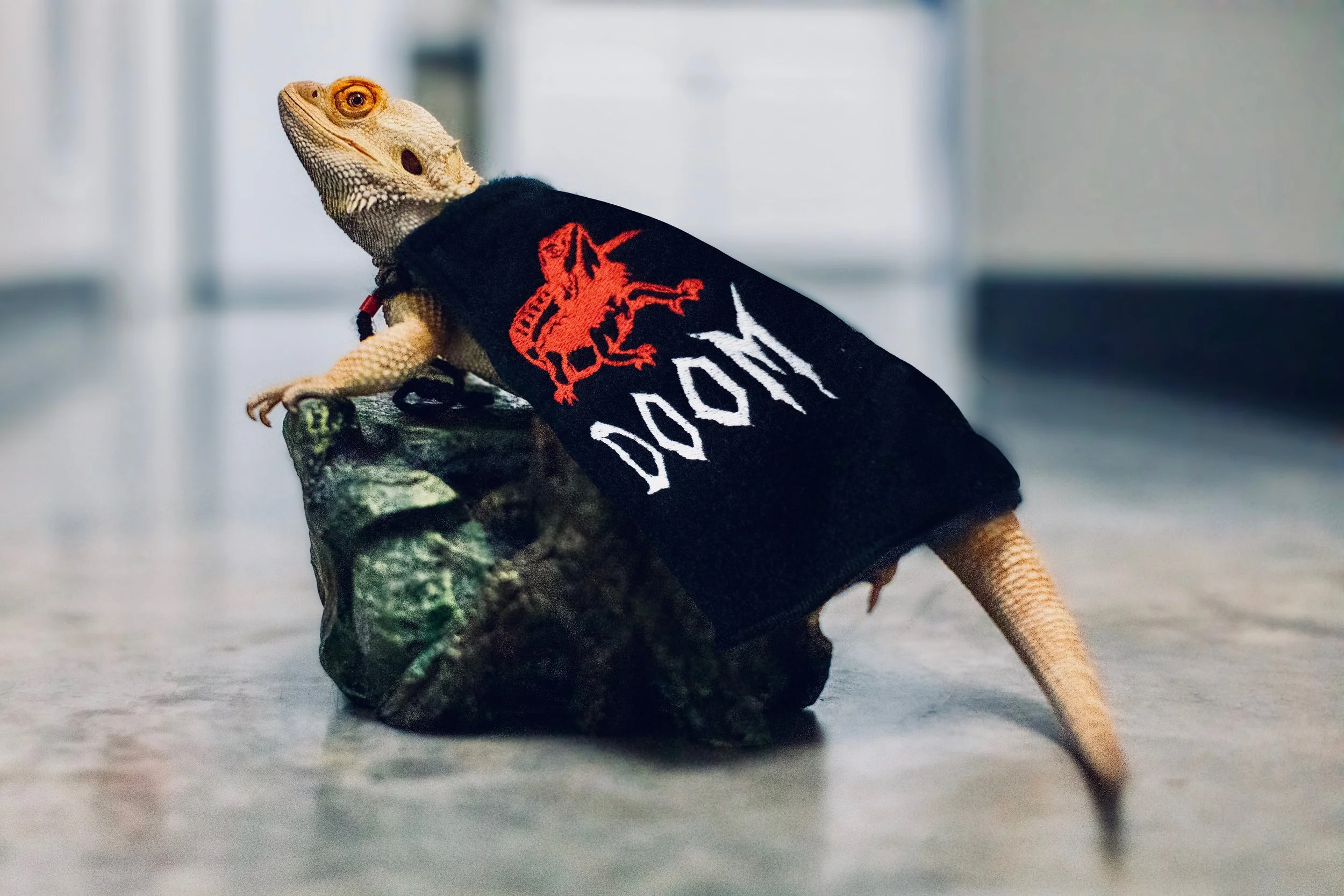 Care for Bearded Dragons — AVIAN & EXOTIC ANIMAL CLINIC