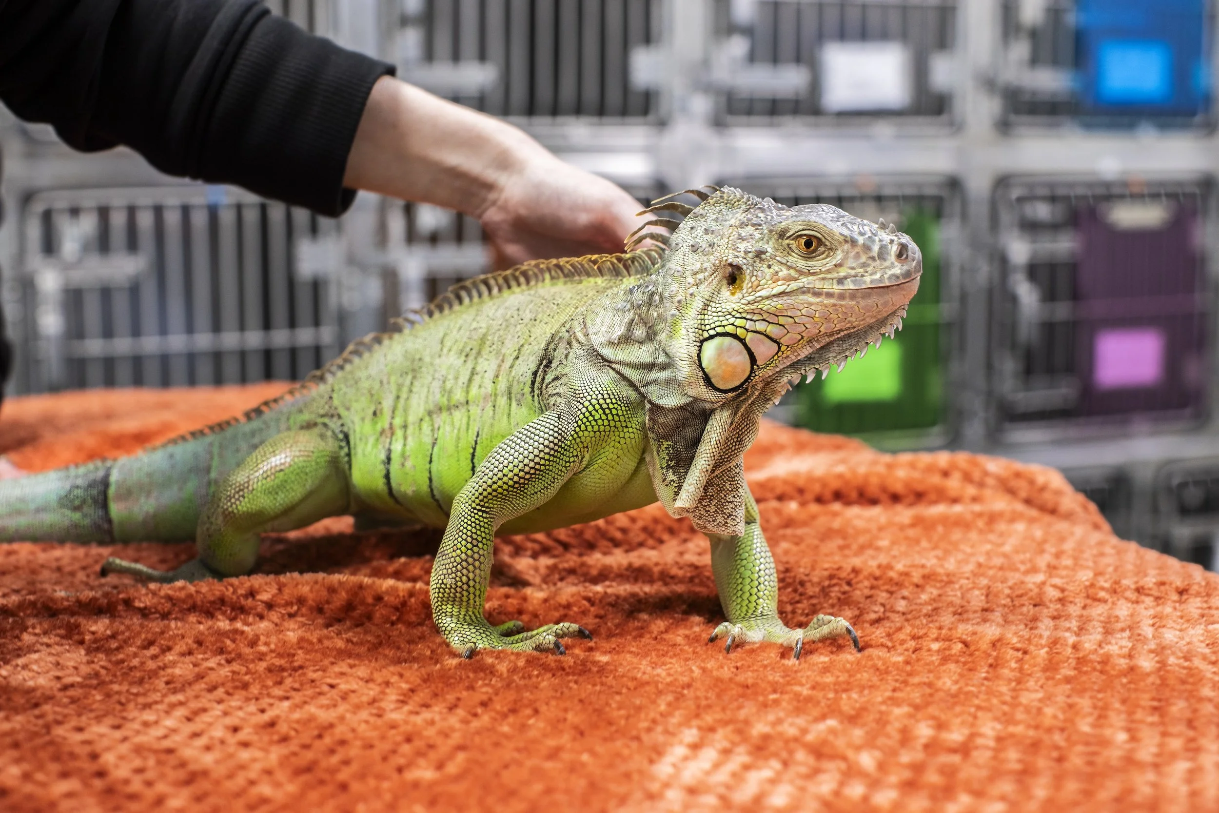 Iguana Jennie Mae -sharpen.jpeg