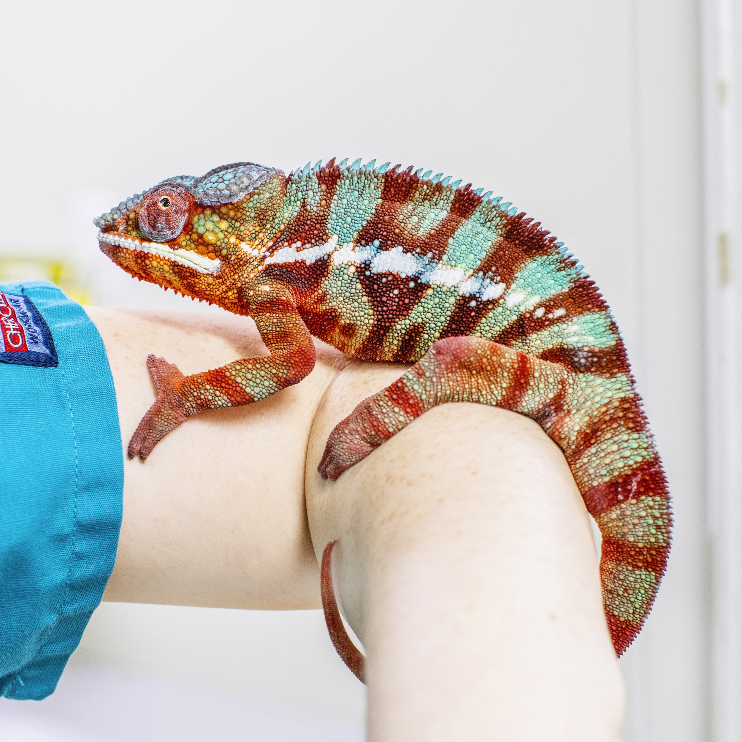 Caring For Your Pet Chameleon