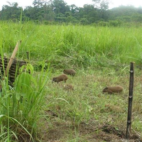 I3 pygmy hog reintro.jpg