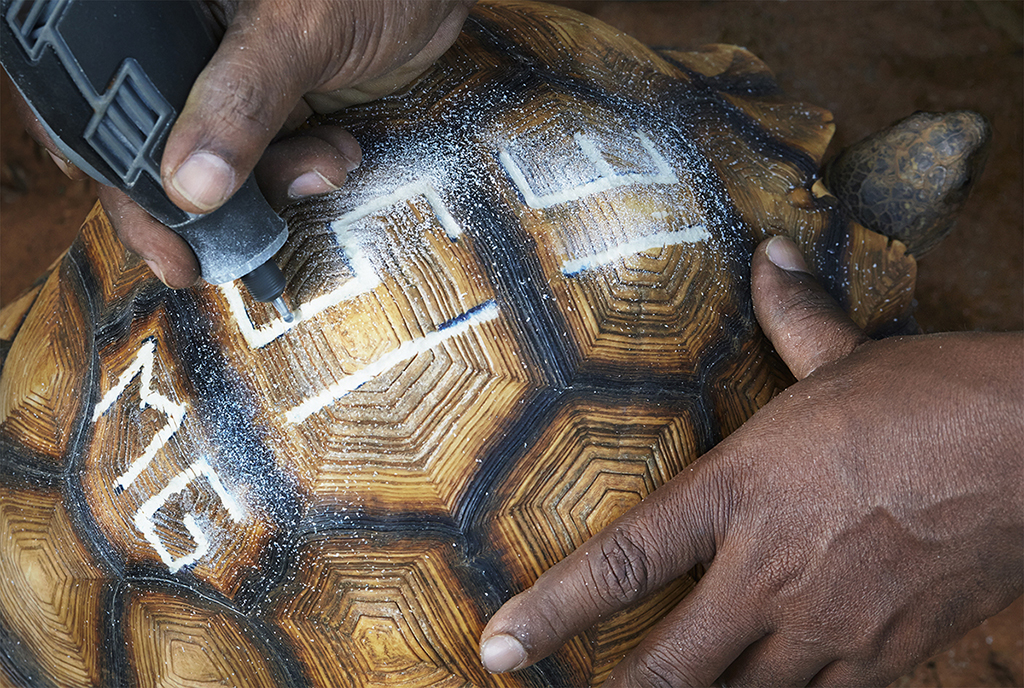 Field Pr Madagascar Ploughshare tortoise engraving_TimFlach.jpg