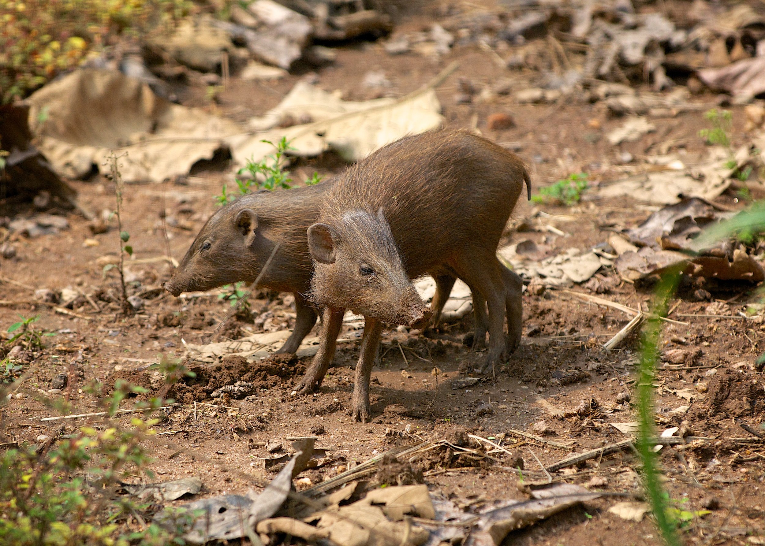 I2 pygmy hog.jpg