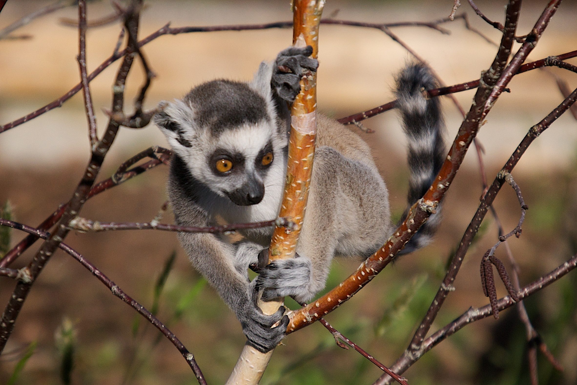 Jersey Zoo Kirindy Wee Ringtailed Lemur 5.jpg