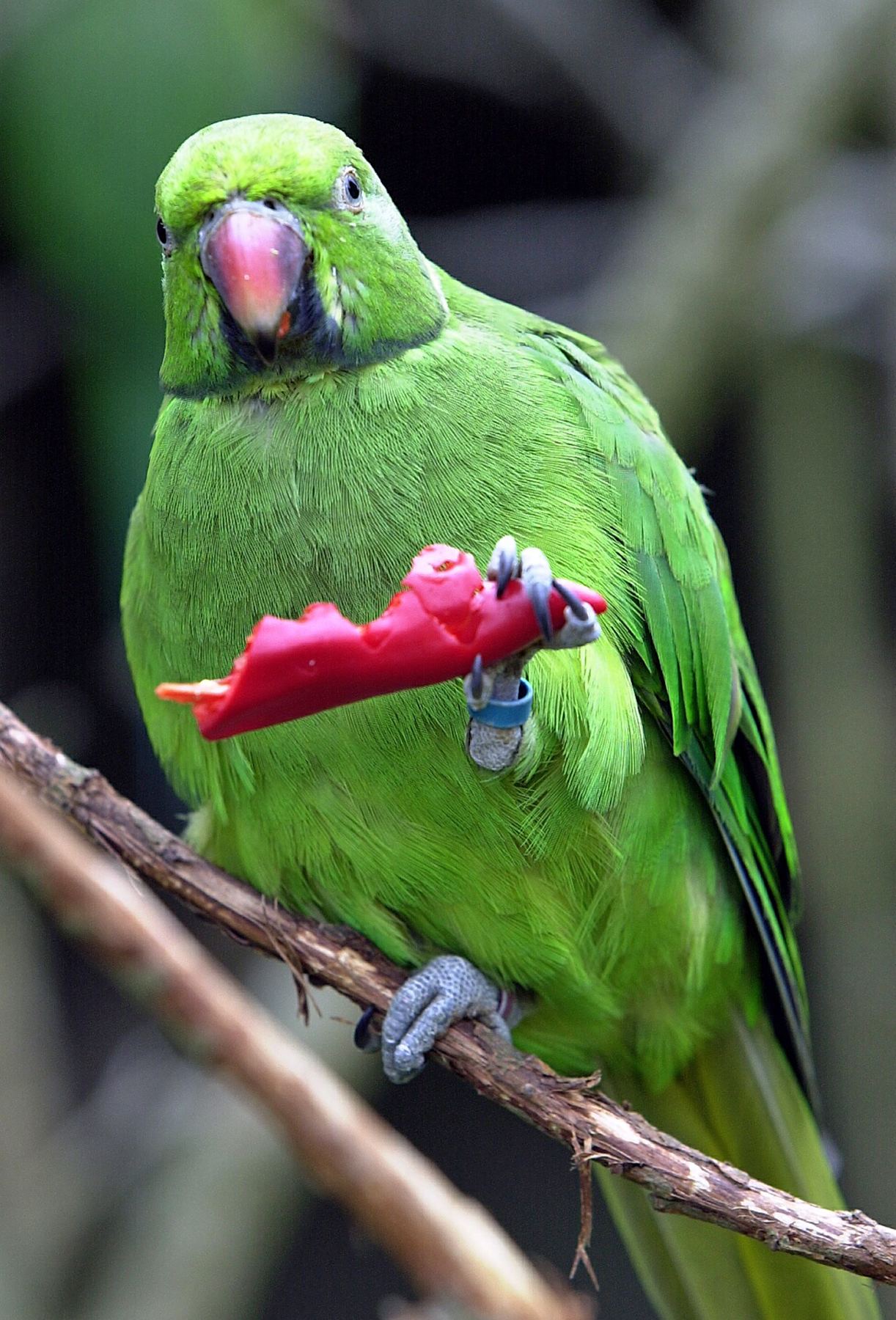Jersey Zoo or Field Pr echo parakeet & chilli pepper 7 JM.jpg