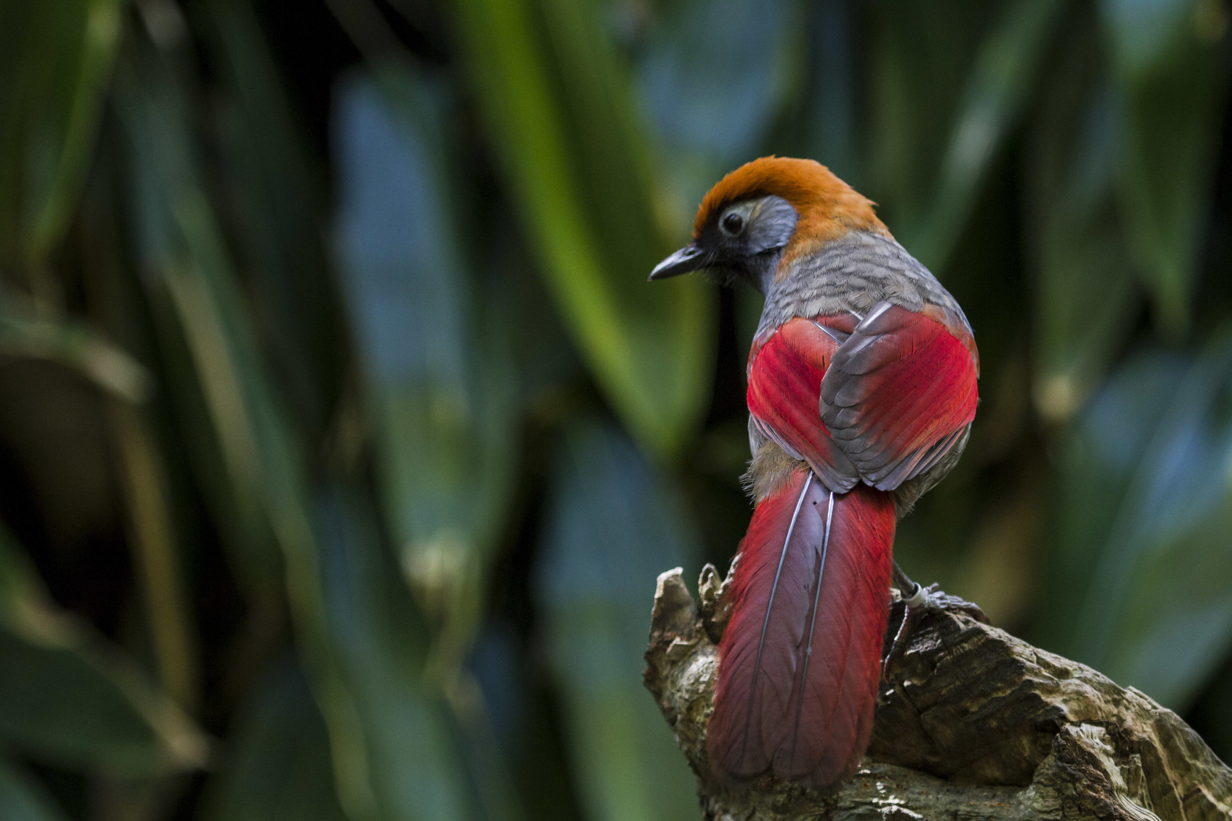 Jersey Zoo red-tailed laughingthrush.JPG