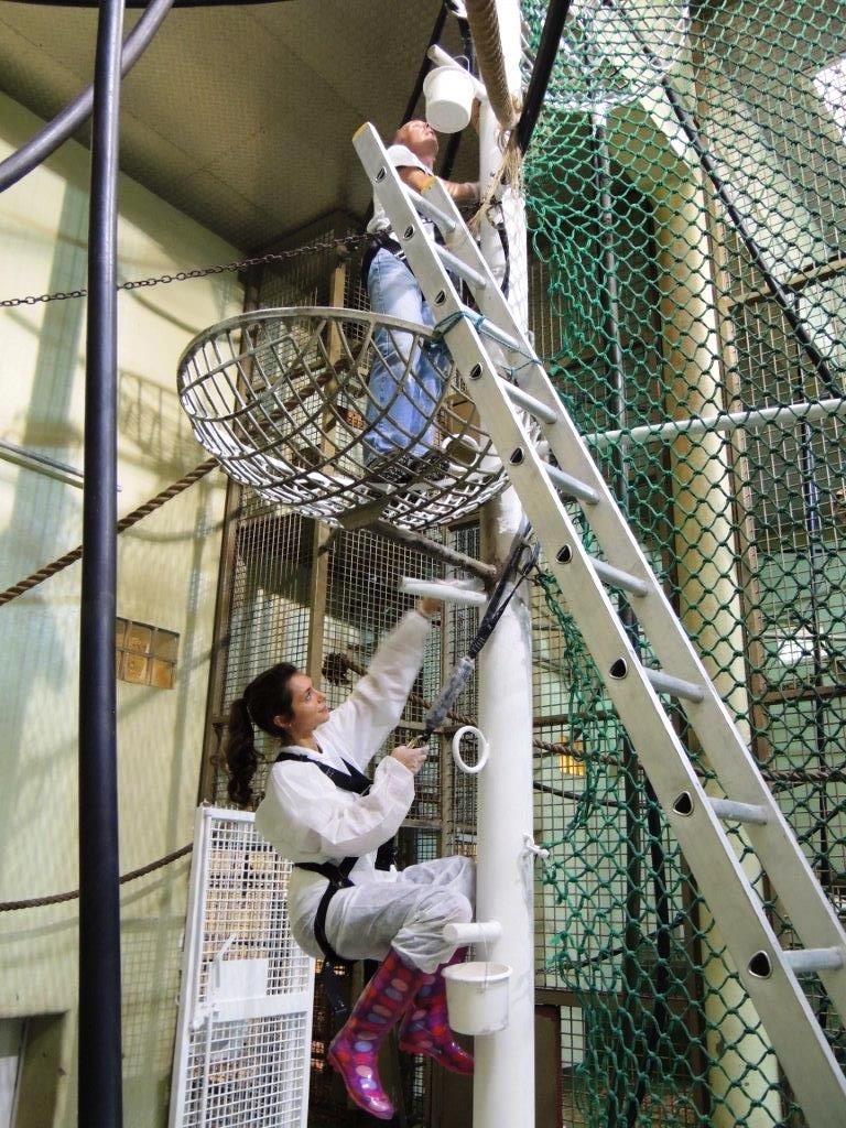Jersey Zoo Standard Bank help orang enclosure 2014.jpg