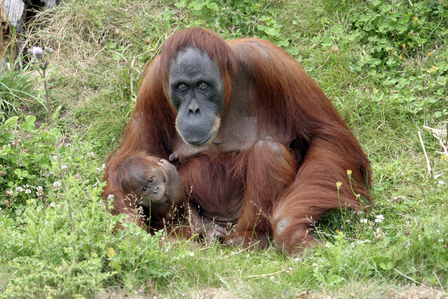 Jersey Zoo Sumatran orangutan and young Gregory Guida pics 001.jpg