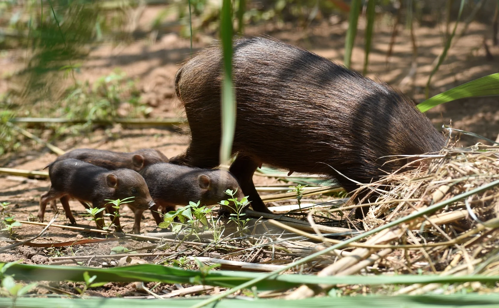 pygmy hog.jpg