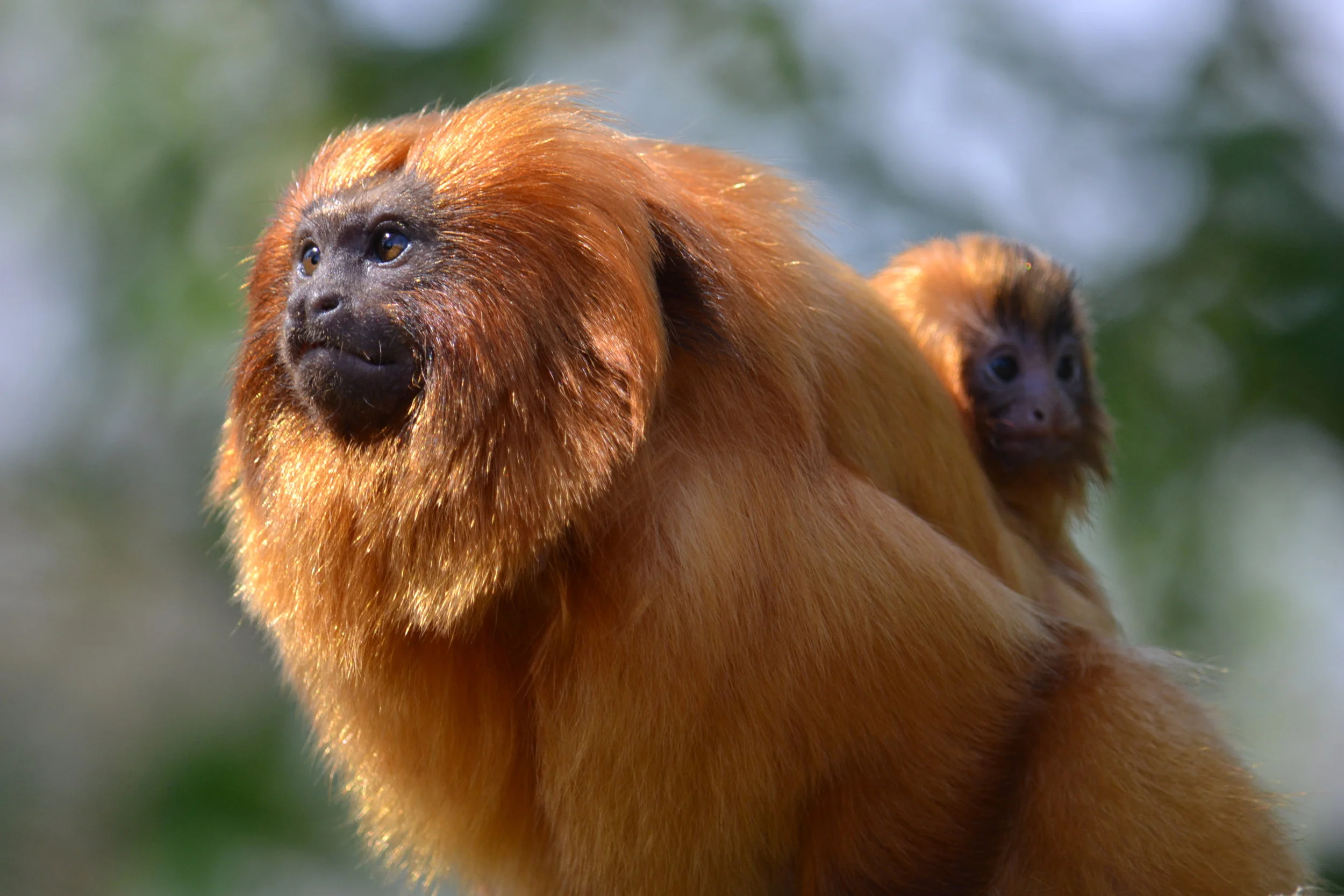 2A Golden lion tamarin recovery pgm.JPG