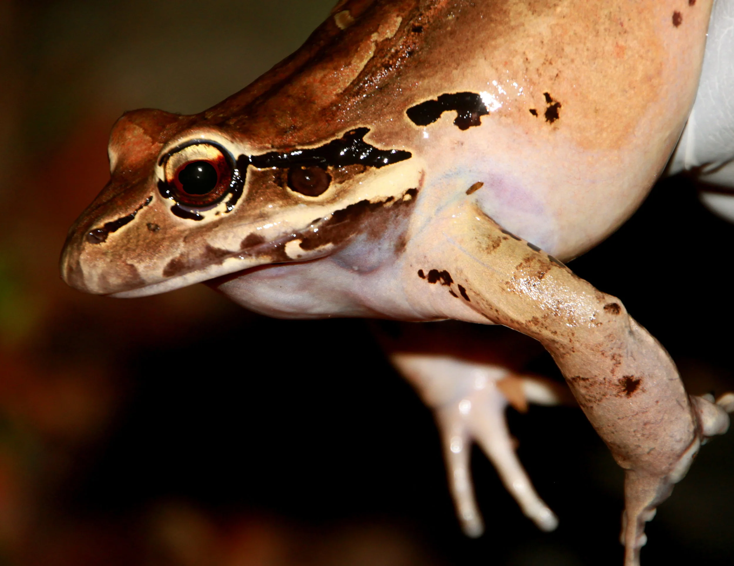 4B Male MC with calling pouch(JL).JPG