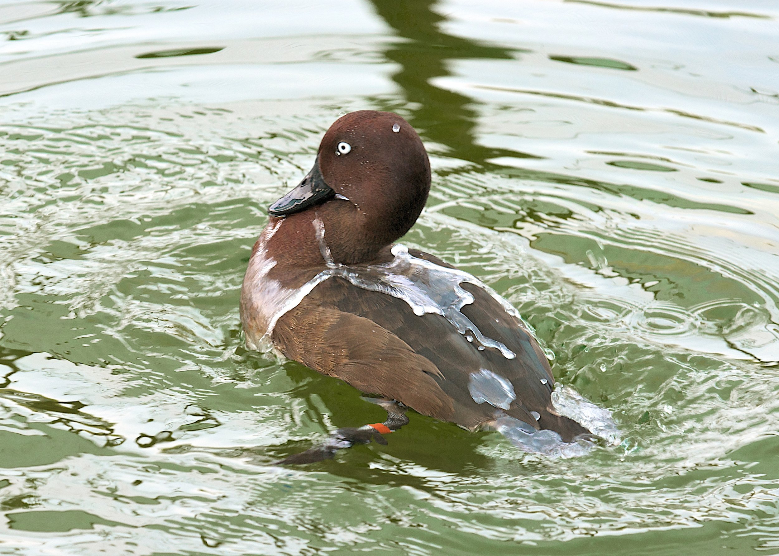 3A Pochard at Antsohihy Water.jpg