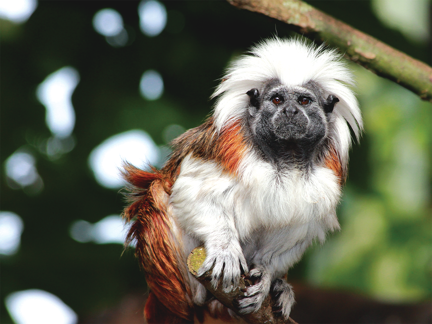 Monkey_web.png