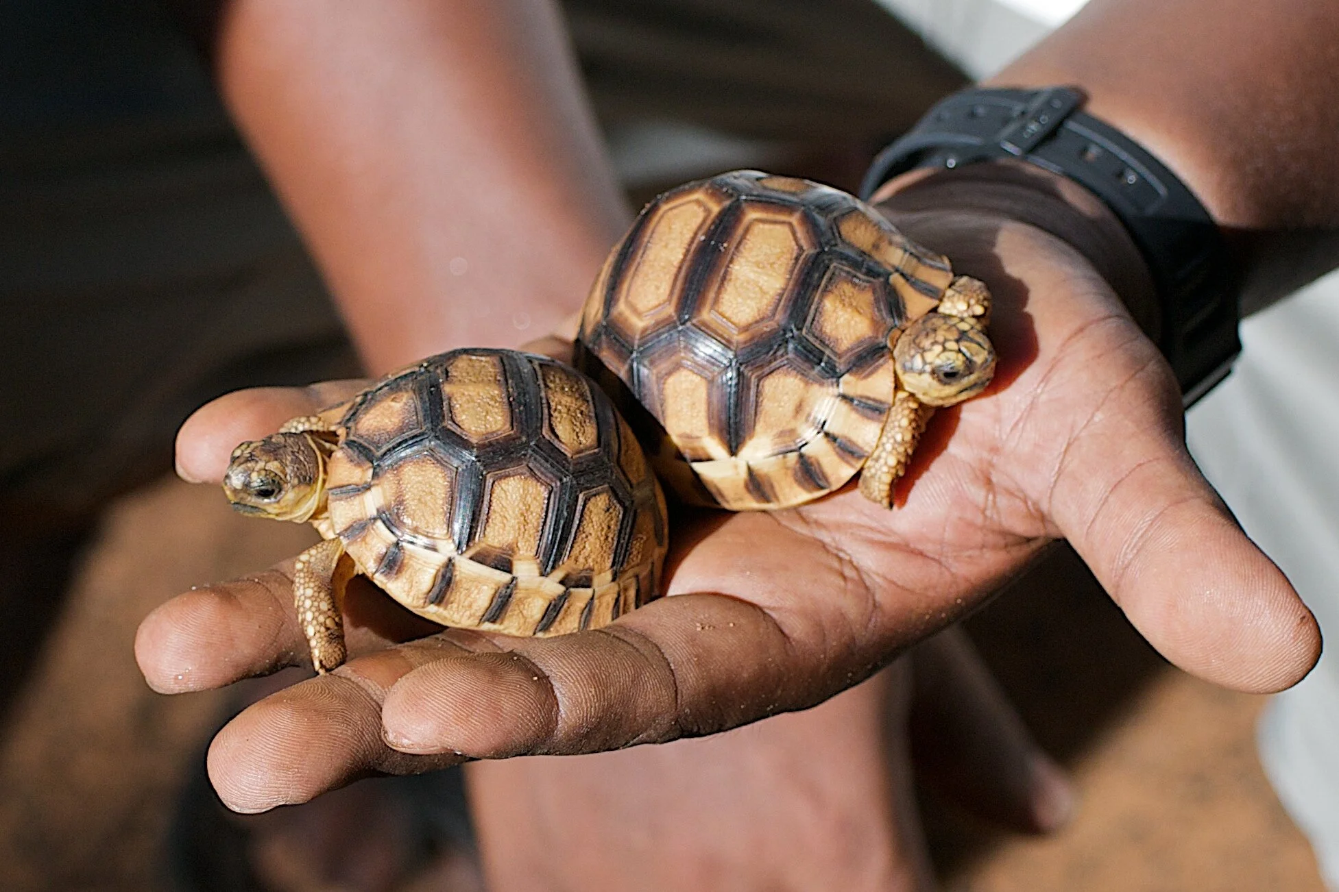 A Ploughshare Ping-Pong Two Young Angonoka in Hand.jpg