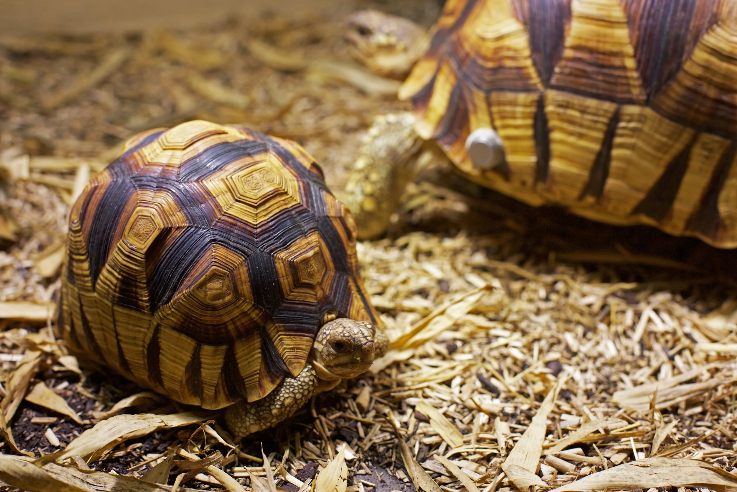 A ploughshares T Lang.jpeg