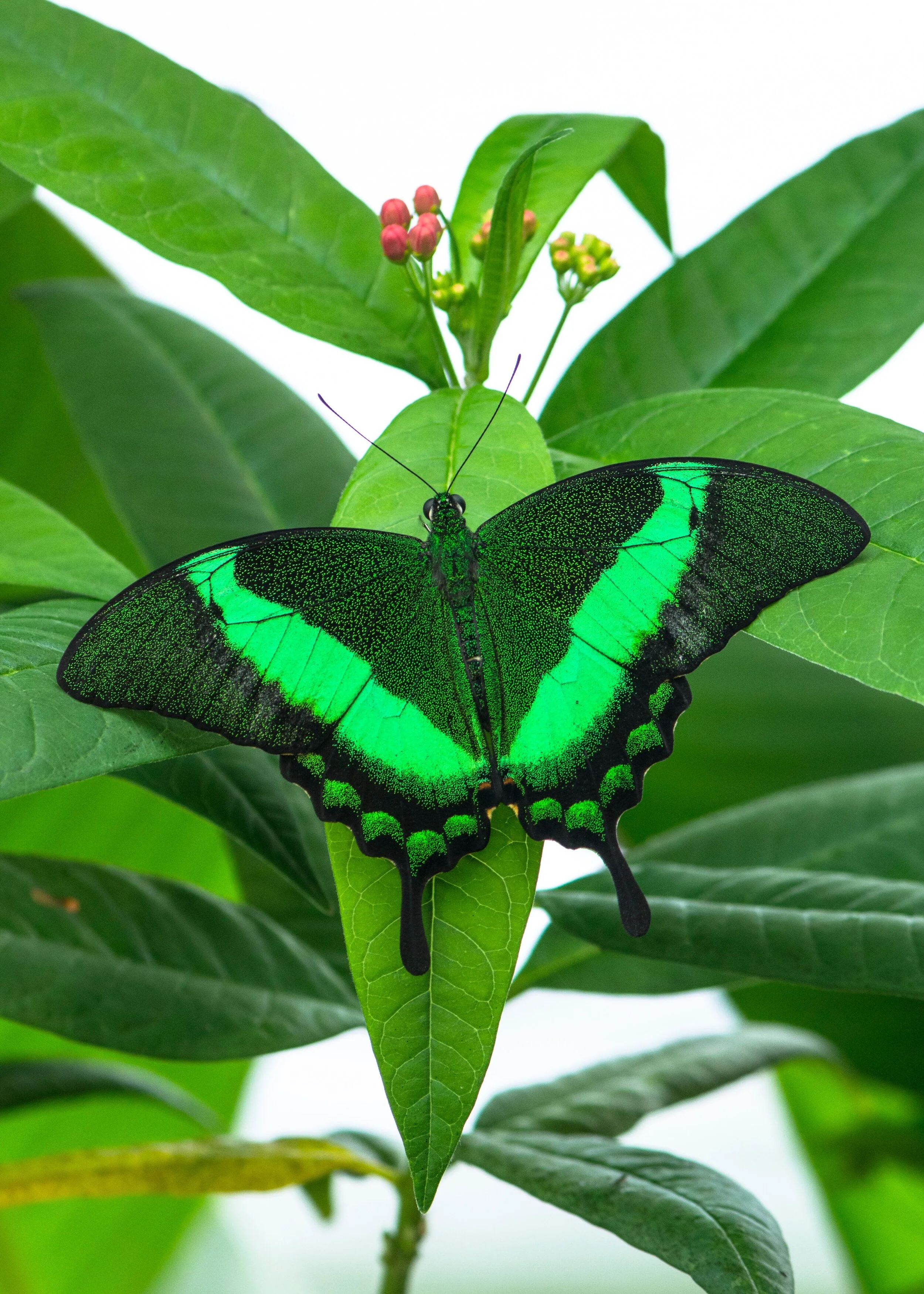 D butterfly in Bfly House.jpeg