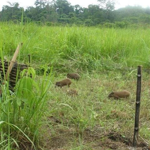 I3 pygmy hog reintro.jpg