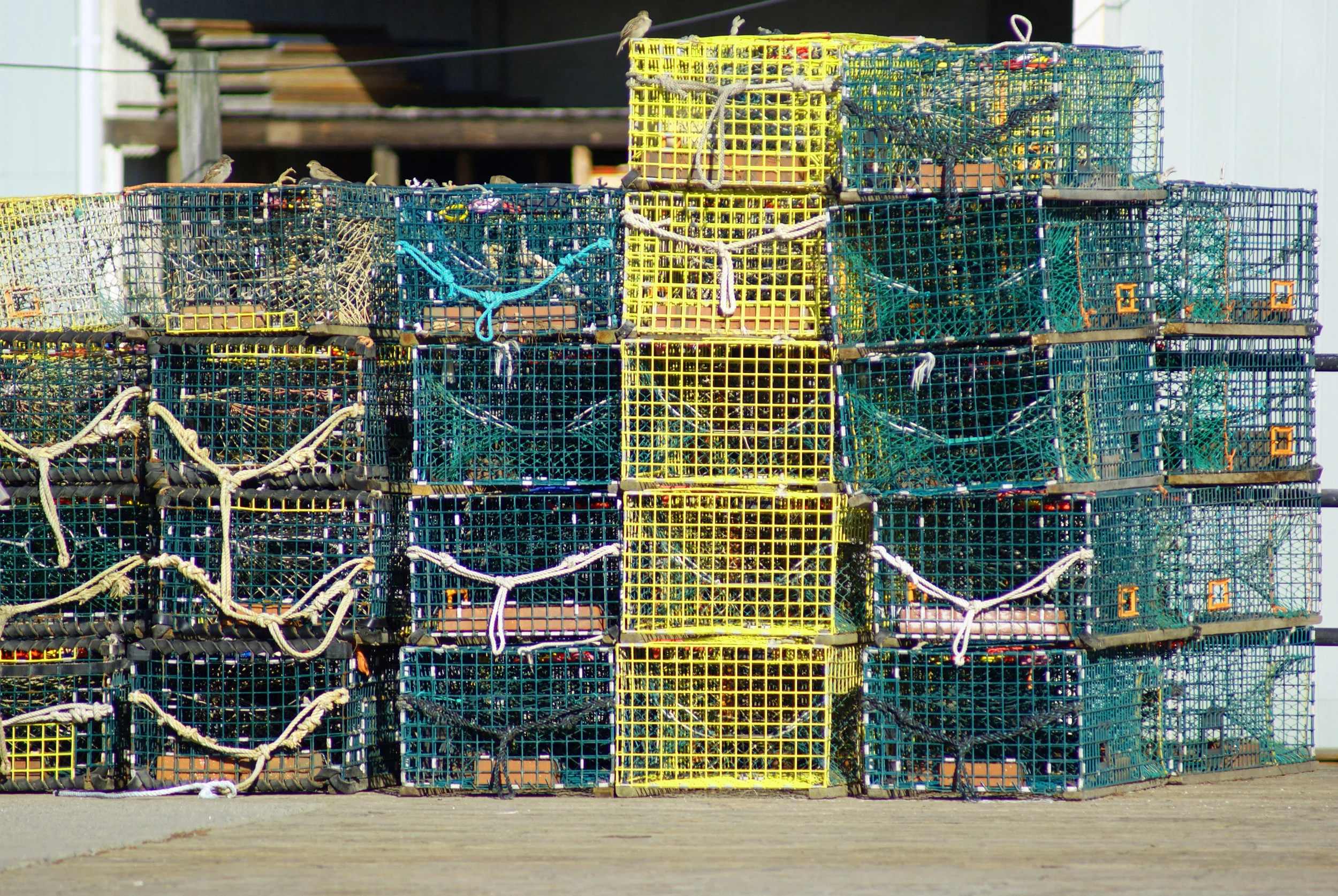 stockvault-lobster-traps115404.jpg