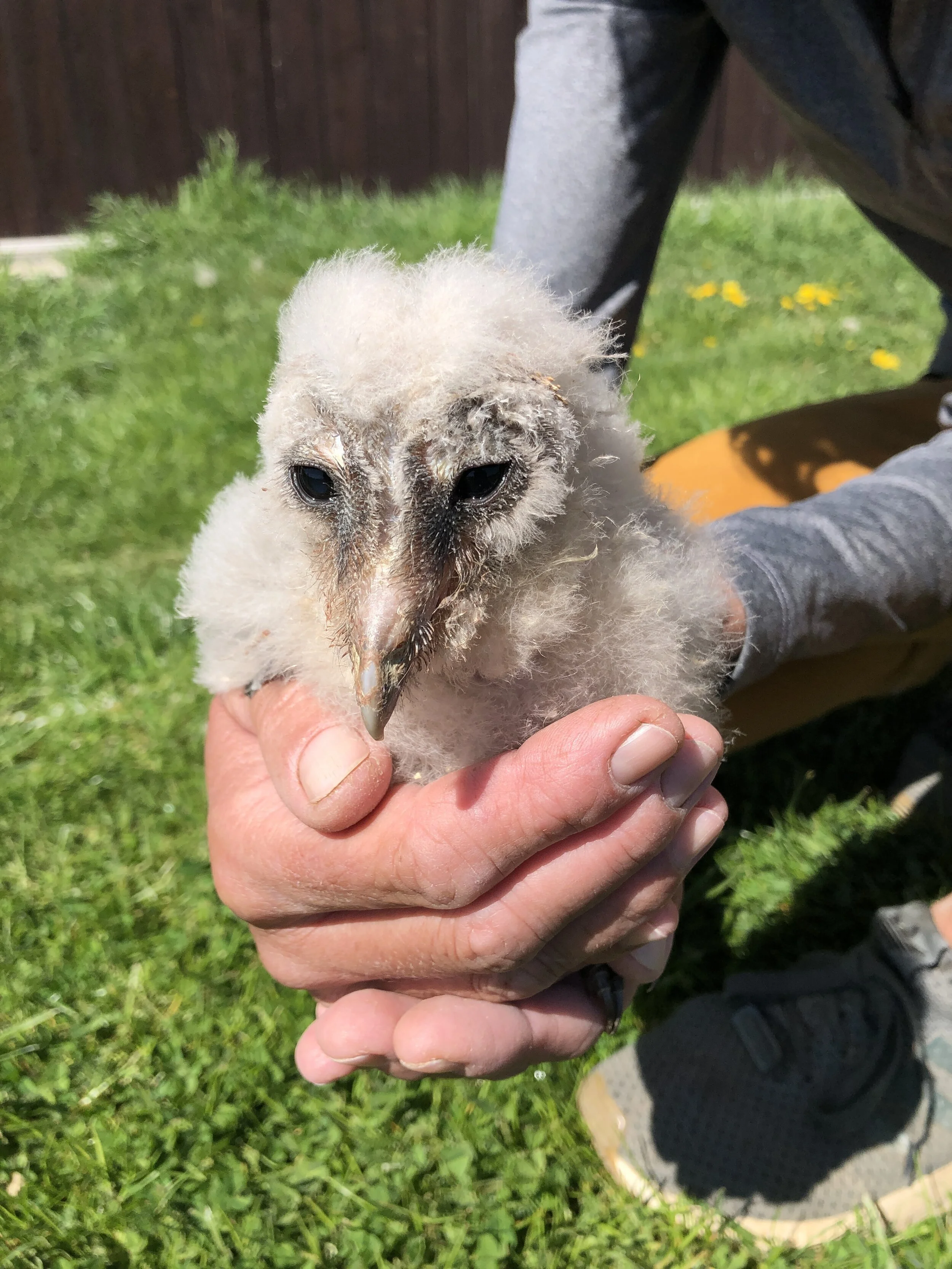 Návrat sovy pálené: Shrnutí roku 2020