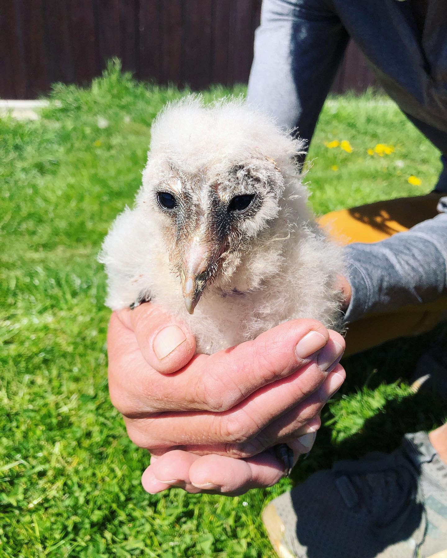 As winter&rsquo;s slowly but inexorably approaching, it&rsquo;s time to reflect on the part of the year we love the most - spring months. This year, it brought us more than 30 feathery babies. Can you guess which one is this? 🐣

#penthea #pentheapra