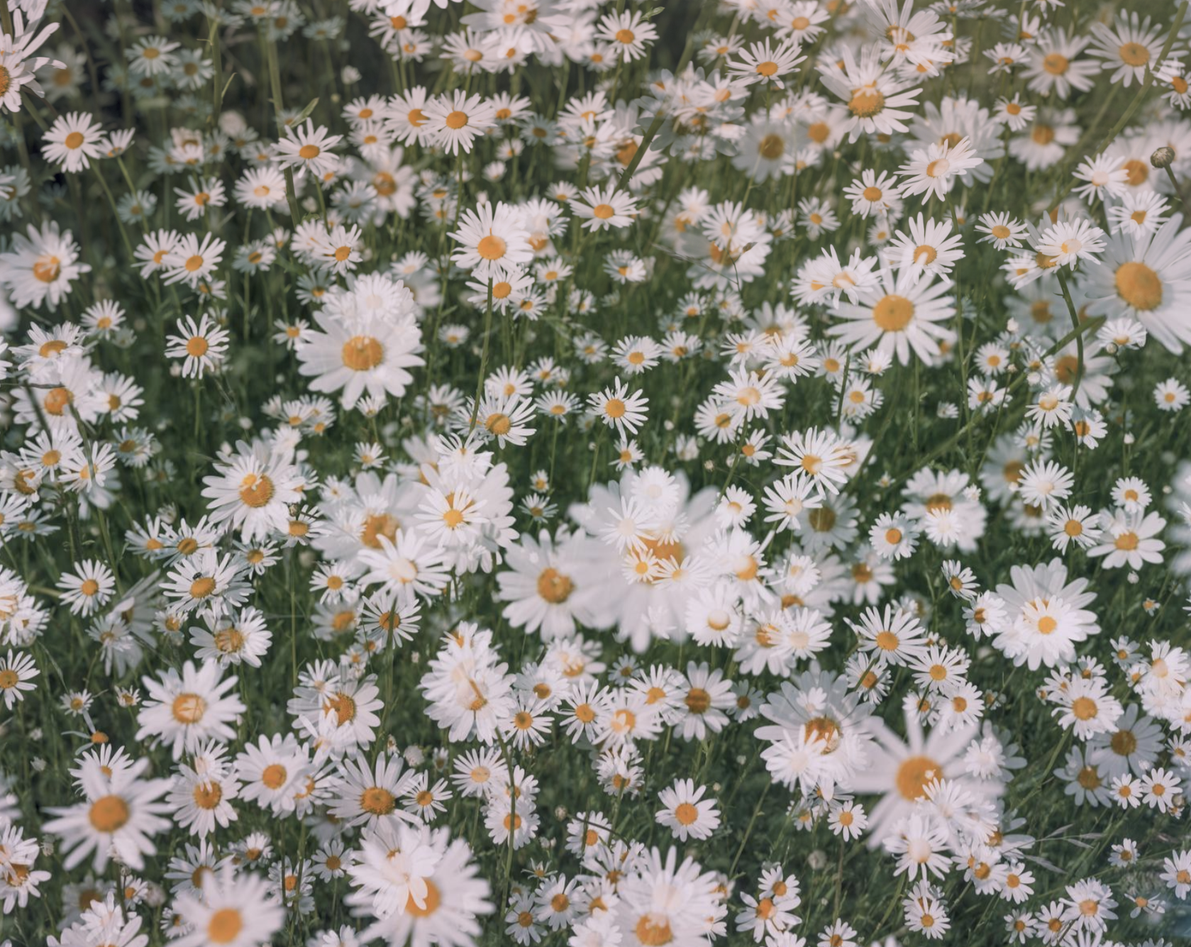 Daisy