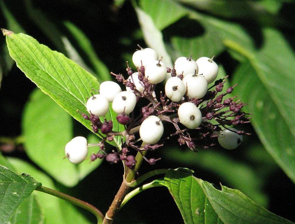 1009px-Cornus_sericea_'Baileyi'_Dereń_Baileya_2011-09-11_03.jpg