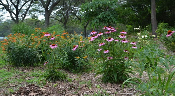 Gardens are outdoor sanctuaries for birds, insects, and other wildlife. Native plants are best at providing what they need. Learn more →