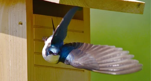 Many species of birds can be given a better chance to survive and thrive through a little assistance from structures we build. Learn more →