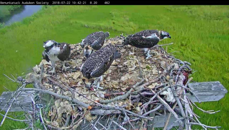 Hammonasset Osprey Camera