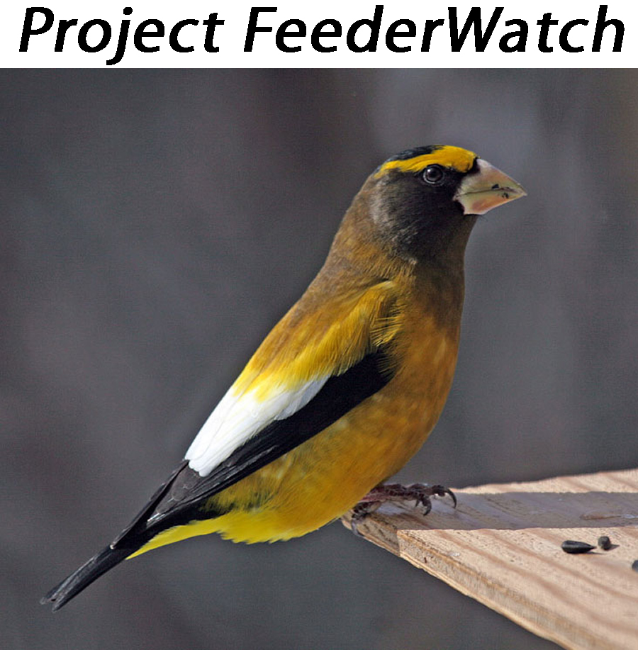 project-feederwatch.jpg