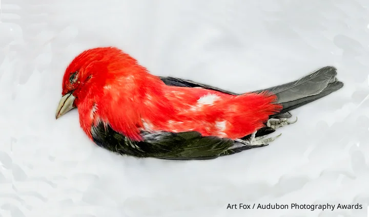 APA_2015_ArtFox_Scarlet_Tanager_KK-Web_Ready_Image.jpg